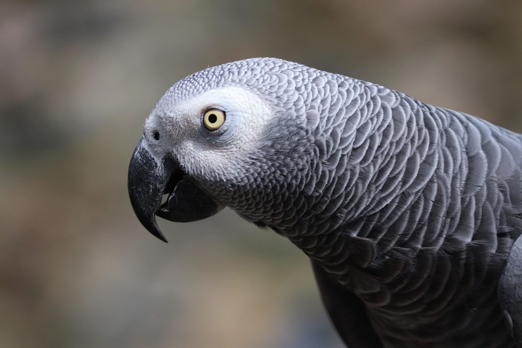 african gray parrot