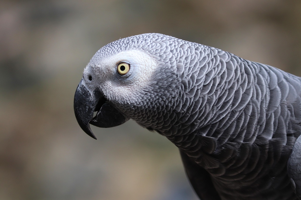african gray parrot